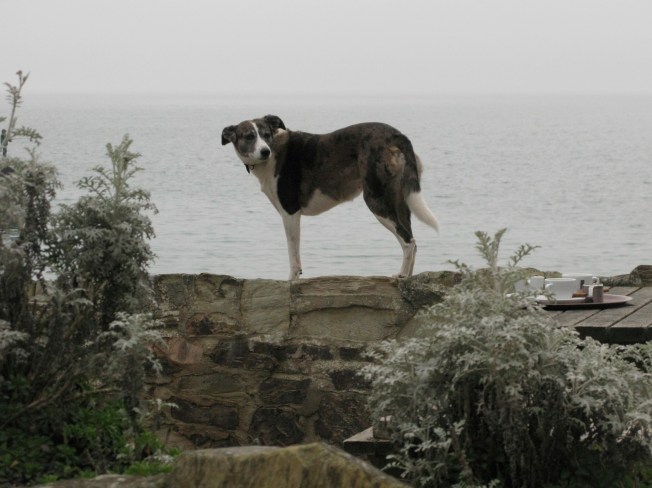 Sea Loving Dog Walking The Wall