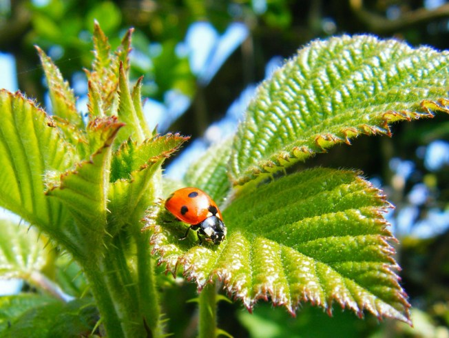 Jersey Ladybug Or (Ladybird) 