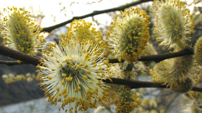 Golden Explosions At Sunset