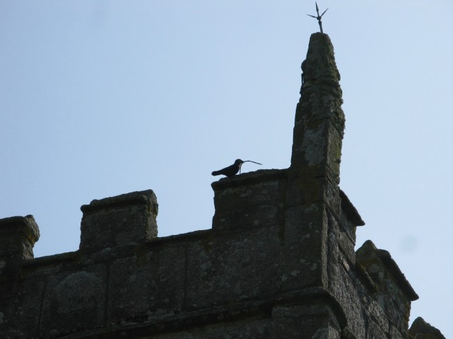 Building New Nests For Spring