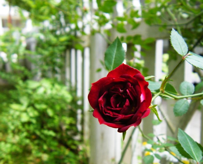 Mother's Day Rose 2009