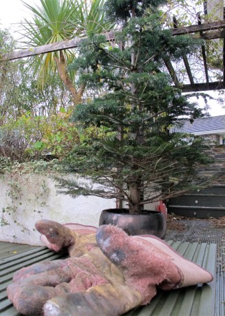 Holiday Photographs 2011 Living Christmas Tree, Digging Up A Christmas Tree