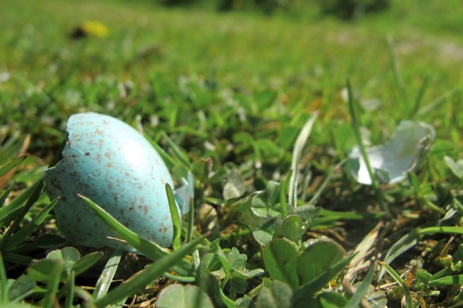 Blackbird Egg - Elizabeth Harper