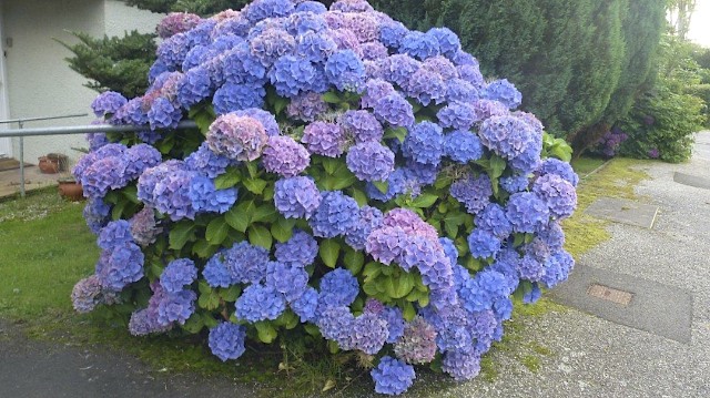 Purple Hydrangea Bush, UK